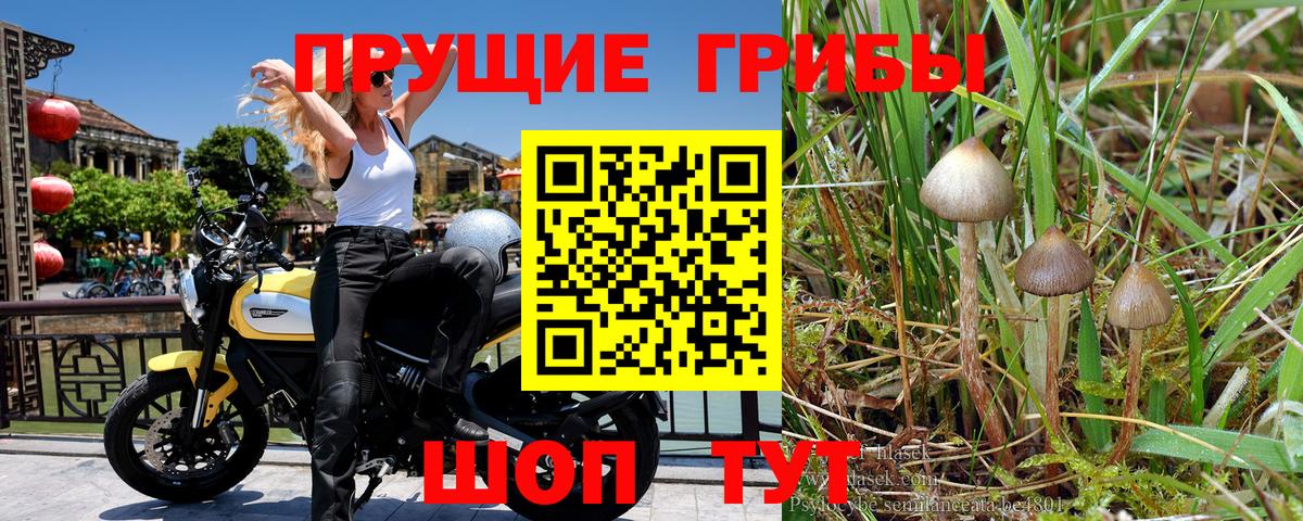 Тобольск  Псилоцибиновые грибы Psilocybe  Вход с VPN 